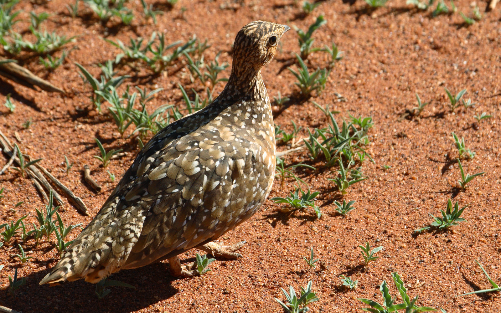 image Burchell's Sandgrouse